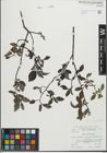 Foto von Salix glabra Scop.